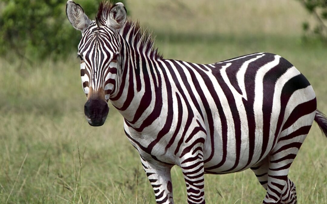 Ist das Zebra schwarz oder weiss?