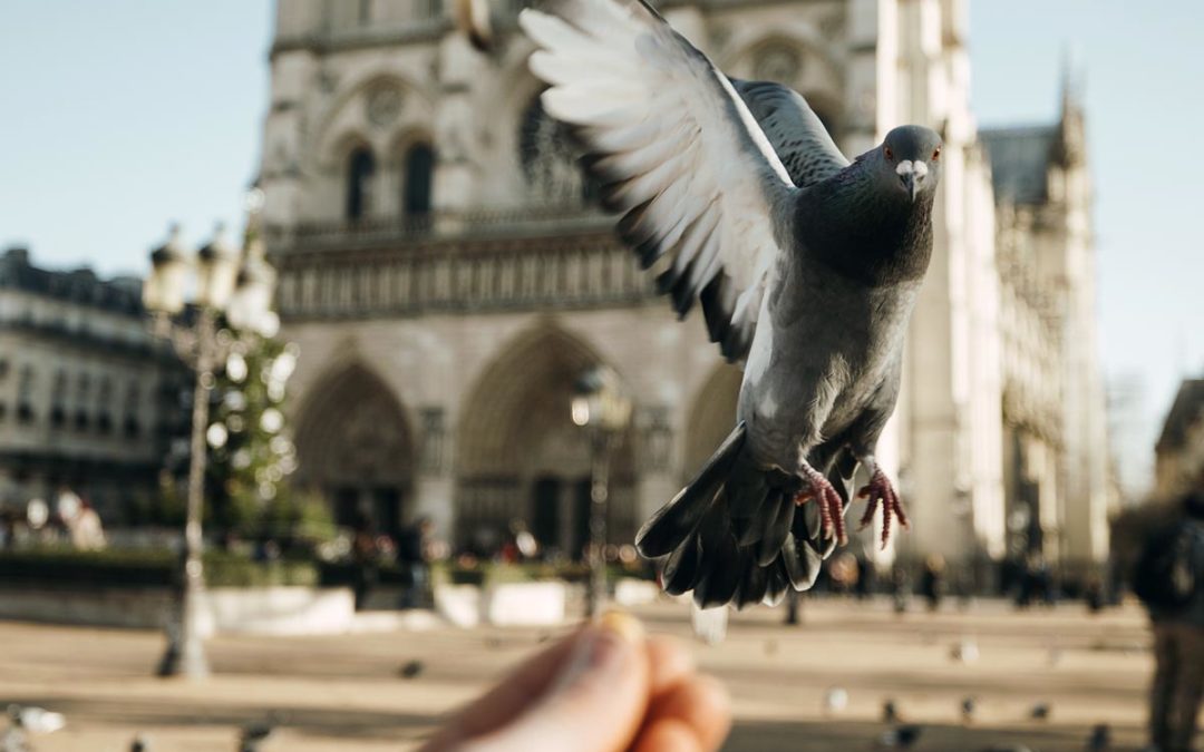 Notre-Dame de Paris en feu